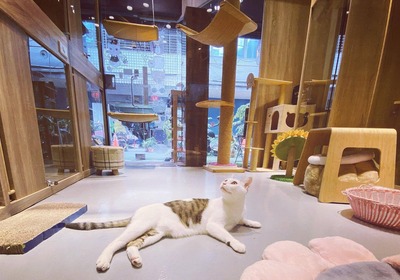 台北寵物旅館